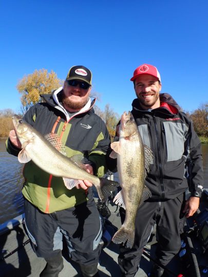 Two fisherman with walleyes they caught fishing.