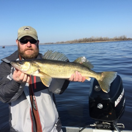 Walleye caught trolling on Green Bay