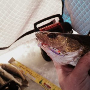 Catching Early Ice Walleyes