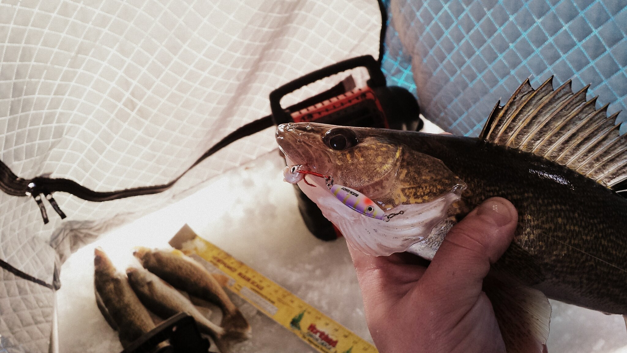 Angler holding a walleye they caught on a Buck Shot Rattle Spoon.