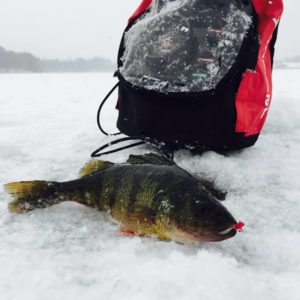 Late-Ice Panfish