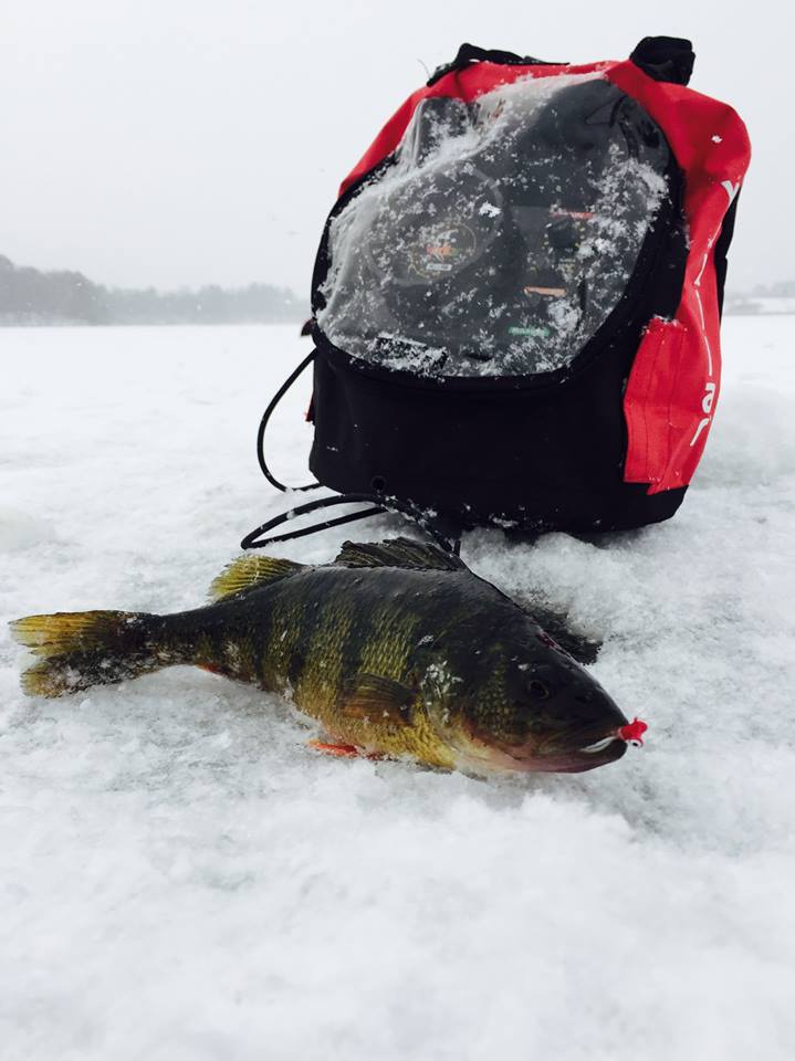 A Yellow Perch caught ice fishing.