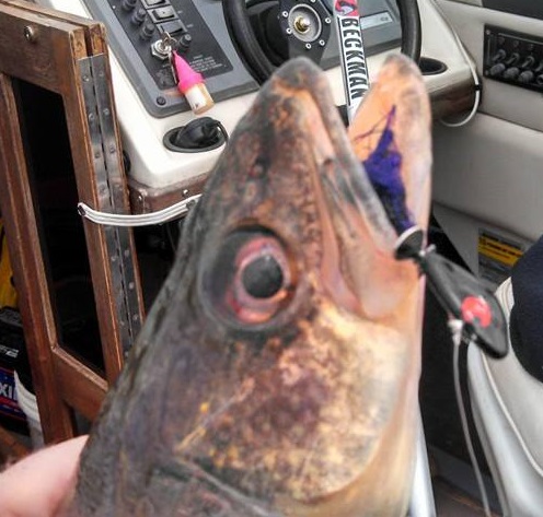 Whistler Jig in a walleyes mouth