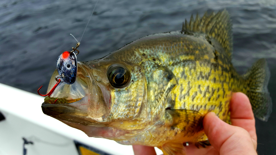 A crappie caught fishing a spoon.