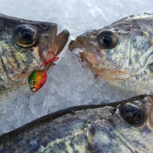 Eye-Dropper Spoon – Northland Fishing Tackle