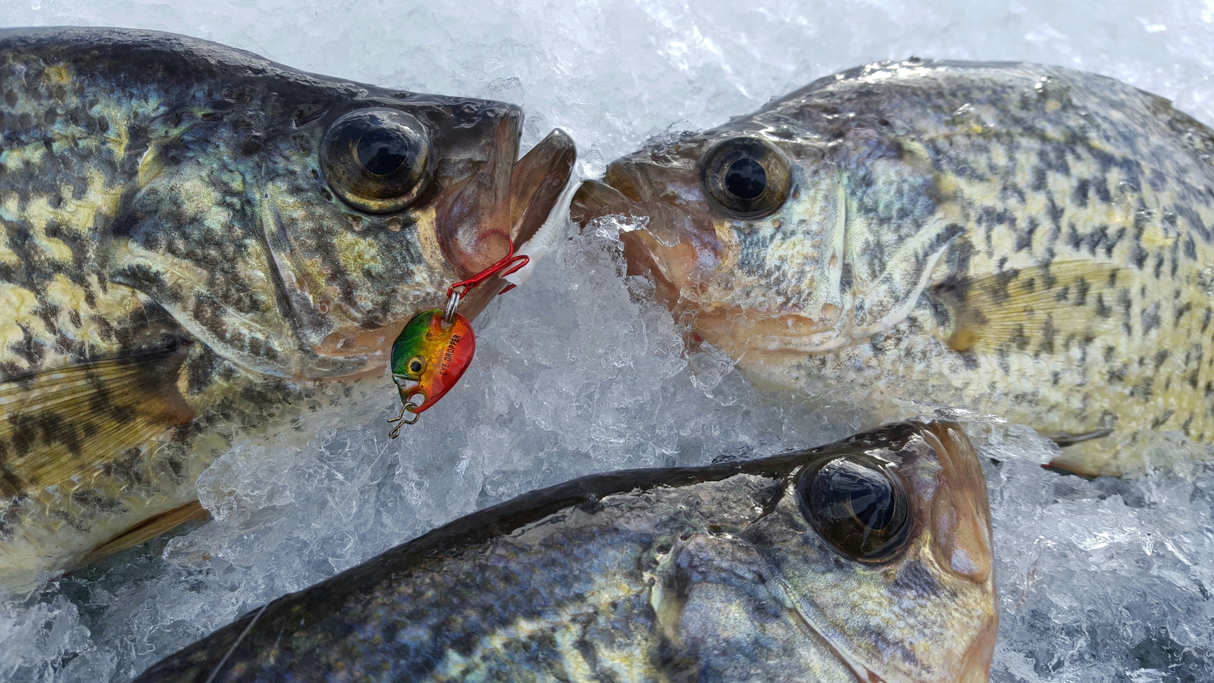 Crappies caught ice fishing.