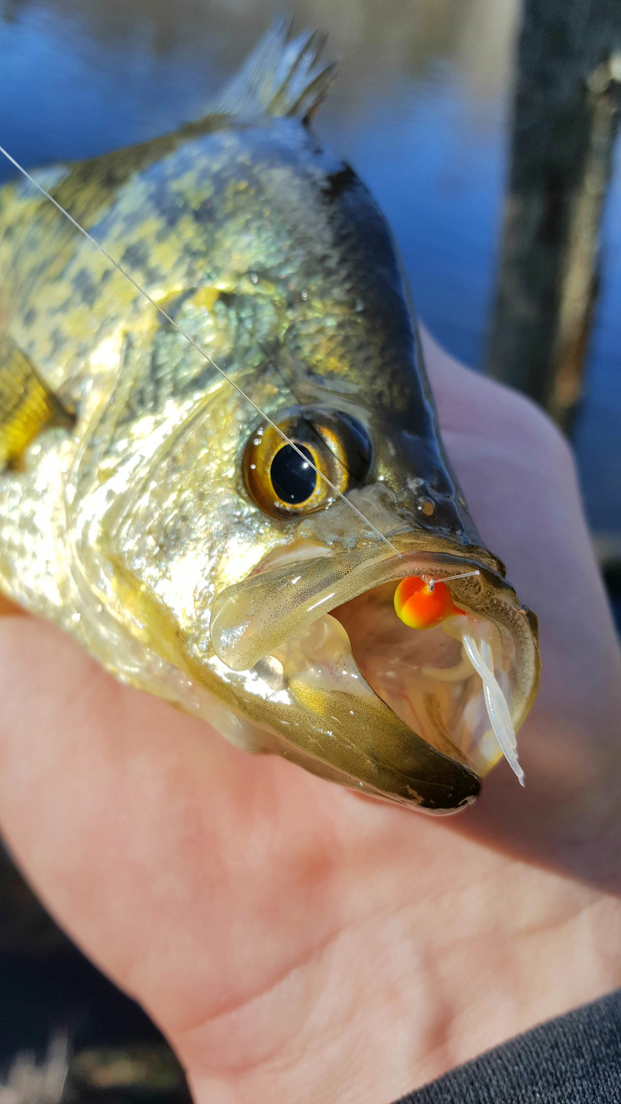 Crappie with a jig in it's mouth.