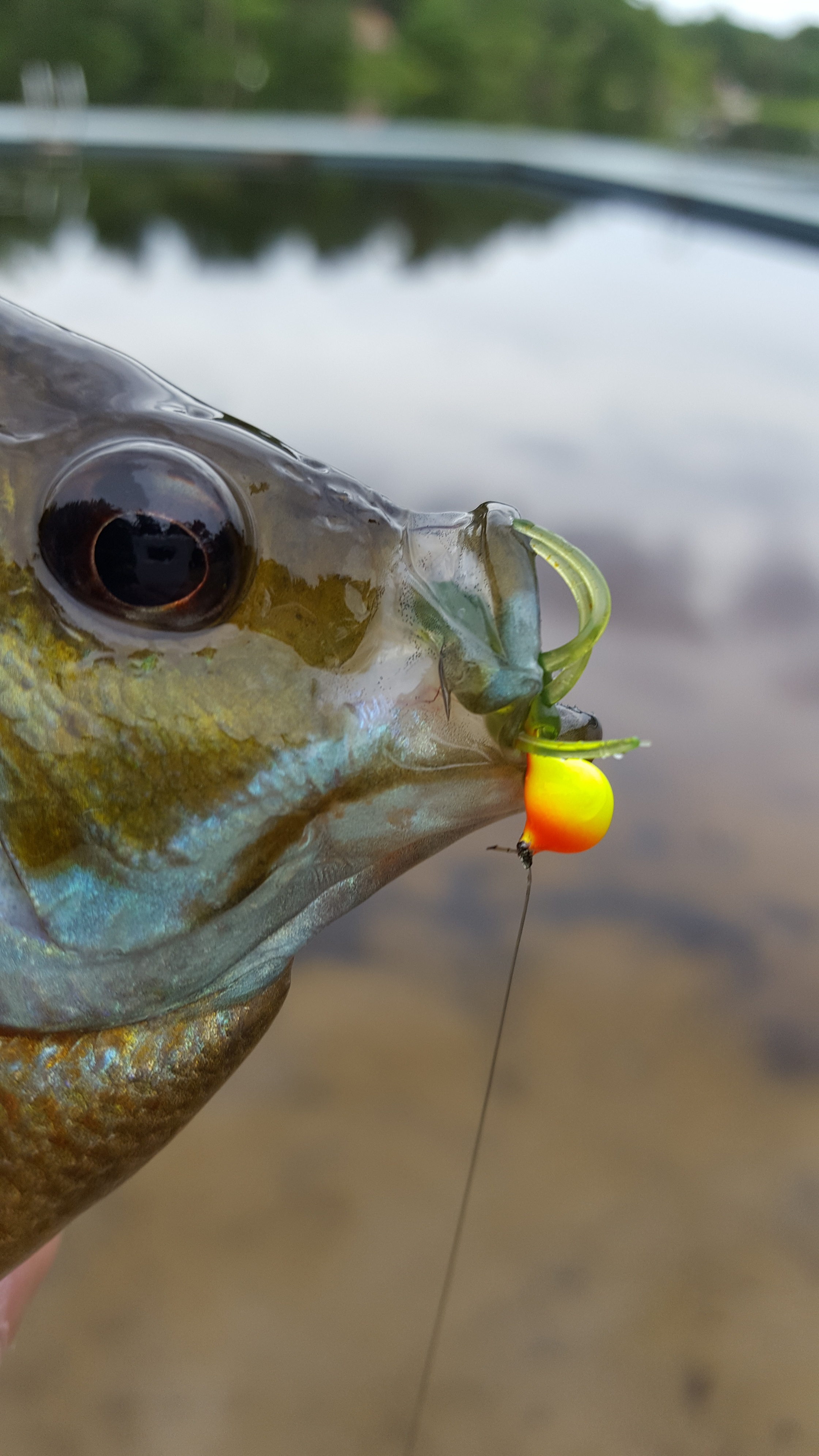 Bluegill with a Northland Fishing Tackle jig in it's mouth