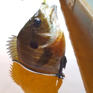 Early Morning Dock Bluegills