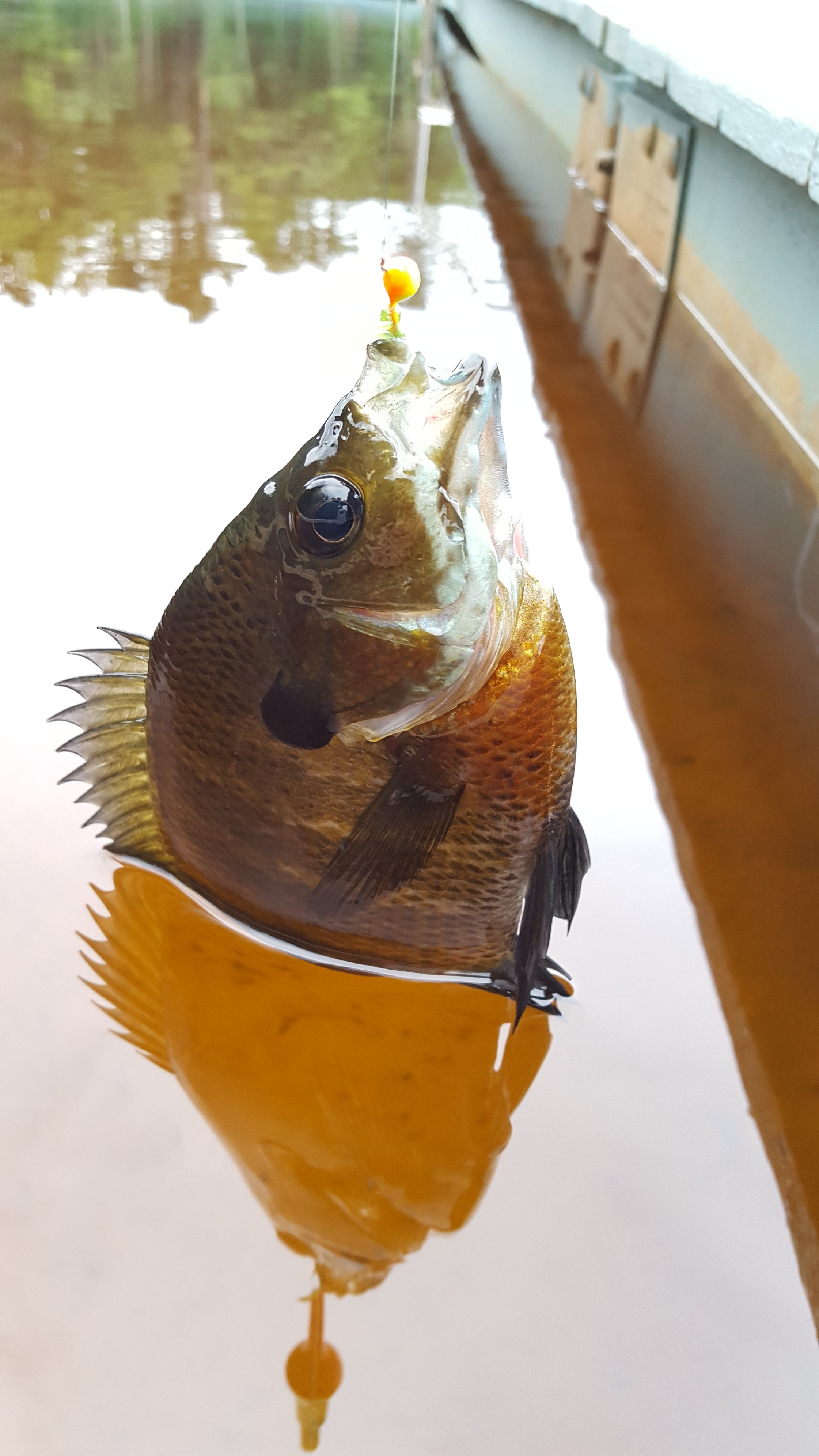 A bluegill caught while fishing off a boat dock on a lake.