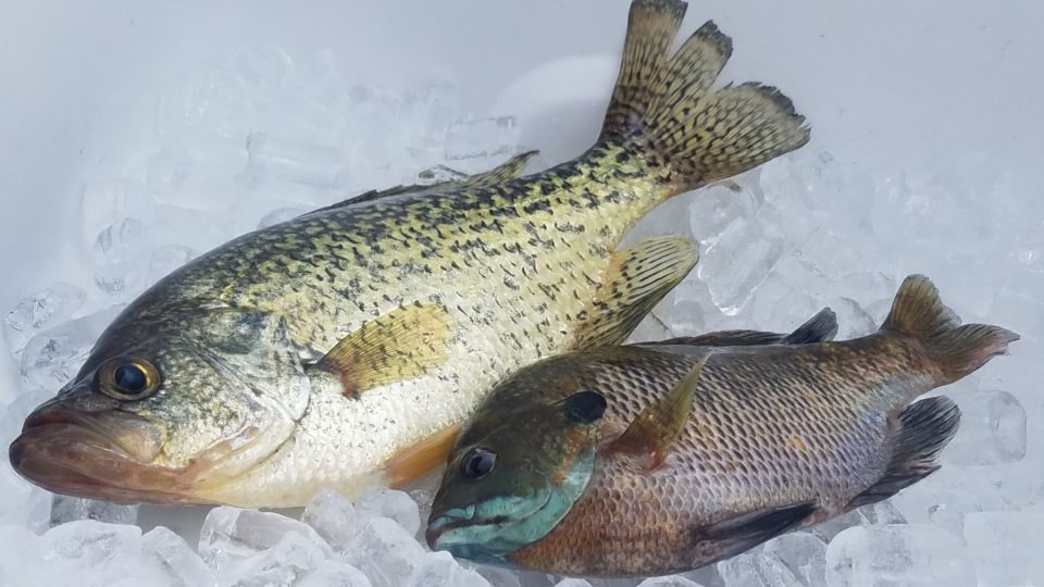 Crappie and bluegill laying on the ice