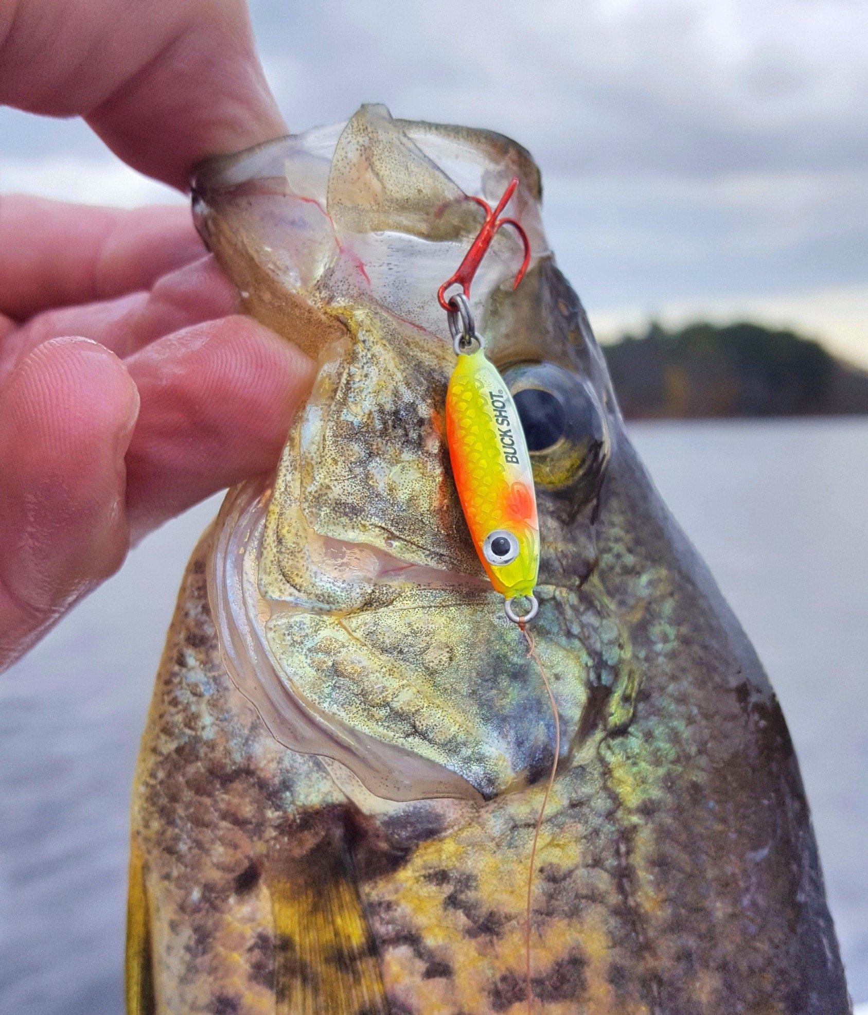 Buck-Shot Spoon catches a crappie
