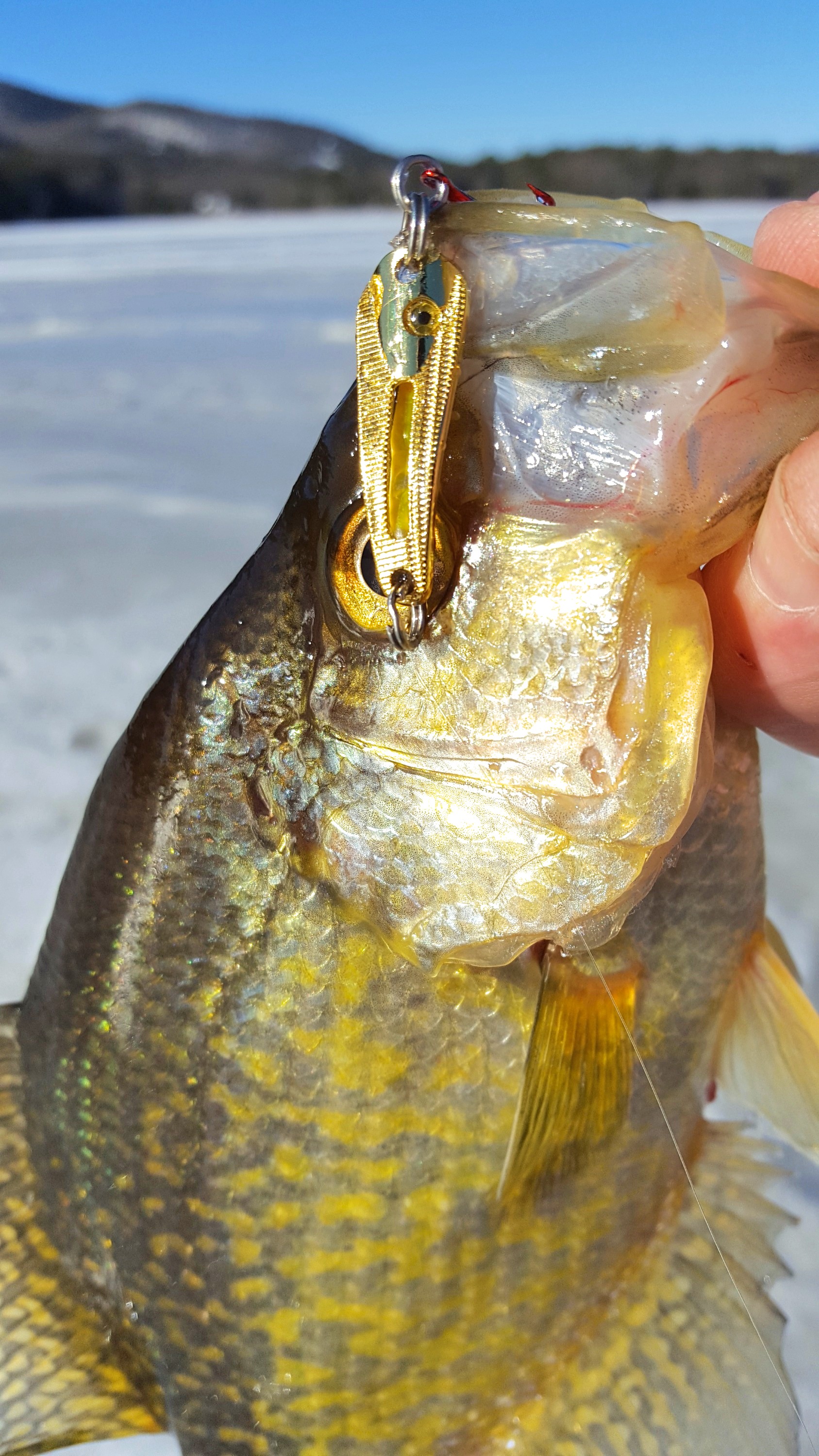 Crappie caught ice fishing on a spoon.