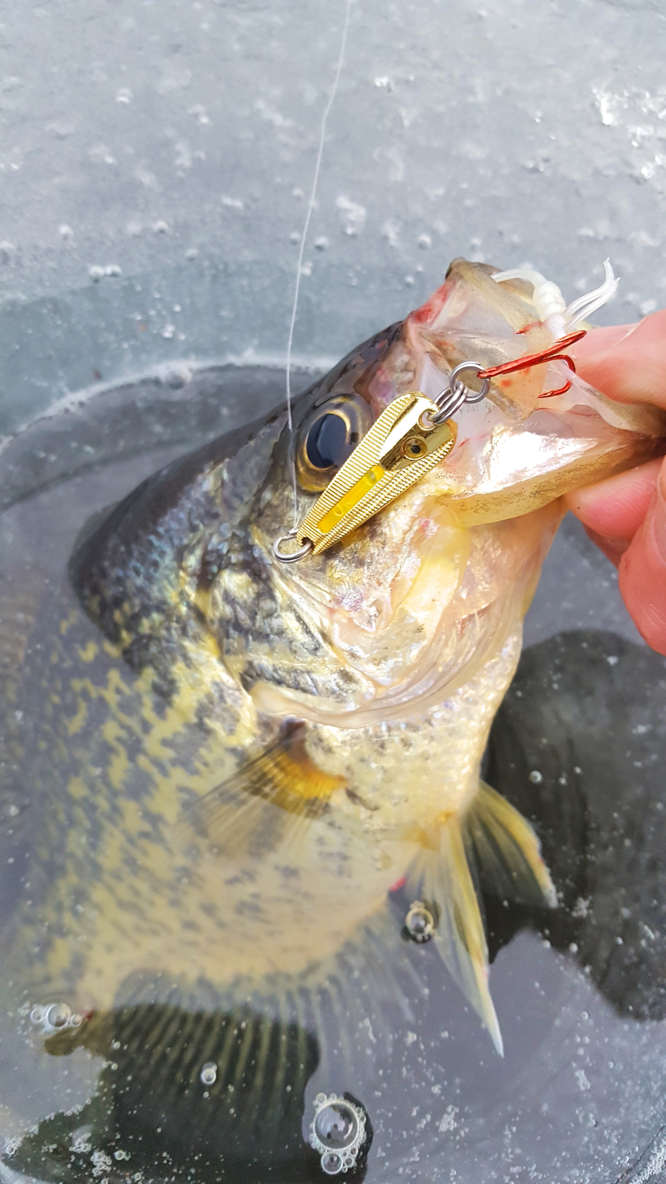 Crappie caught on the Glo-Shot Spoon