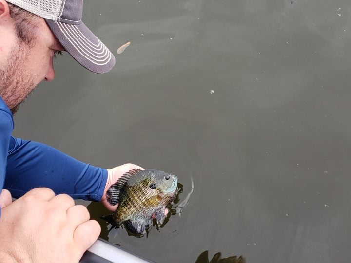 Fisherman releasing a bluegill back into the water.