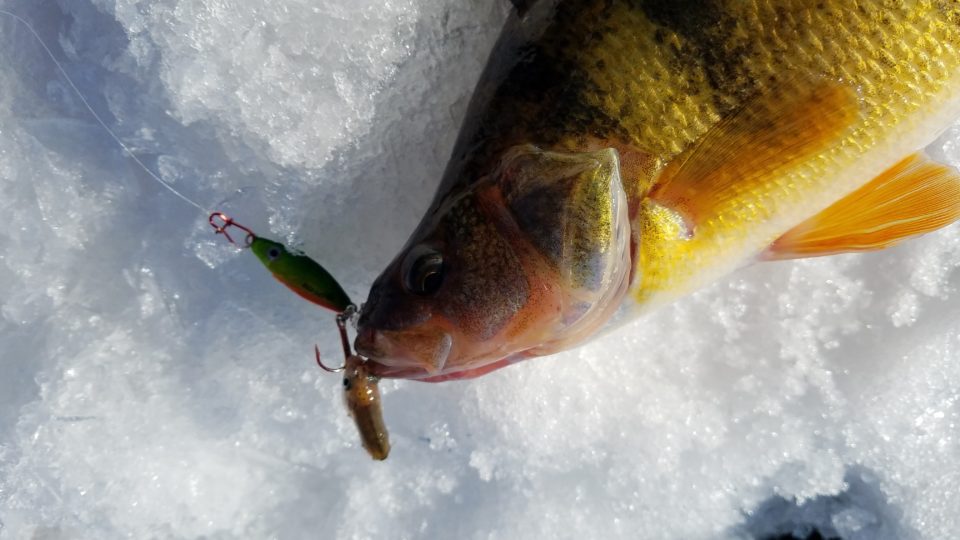 Perch with an ice fishing spoon in it's mouth