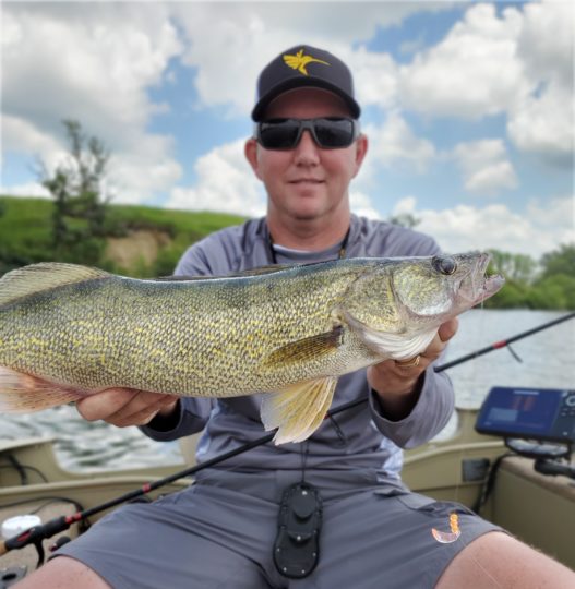 Fisherman with a walleye he caught on a live bait spinner rig