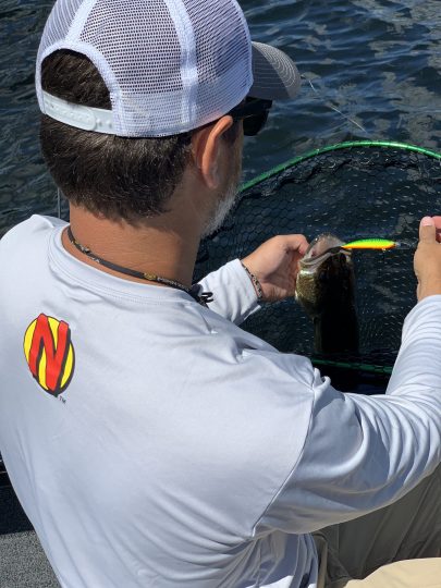 Walleye in a net that was caught on the Rumble Shiner.