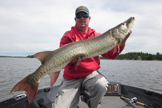 Eric Naig with a Lake of the Woods Muskie
