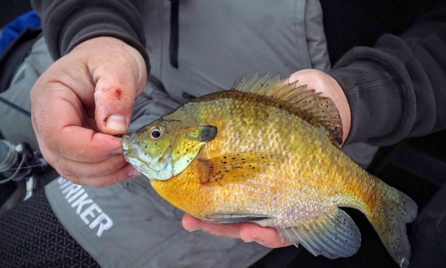 Tough Bite Panfish Tips