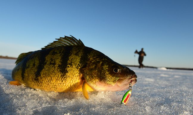 Yellow perch on the ice with a Glo-Shot Spoon in it's mouth