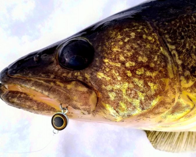 Devils Lake walleye caught on an Eye-Ball Spoon