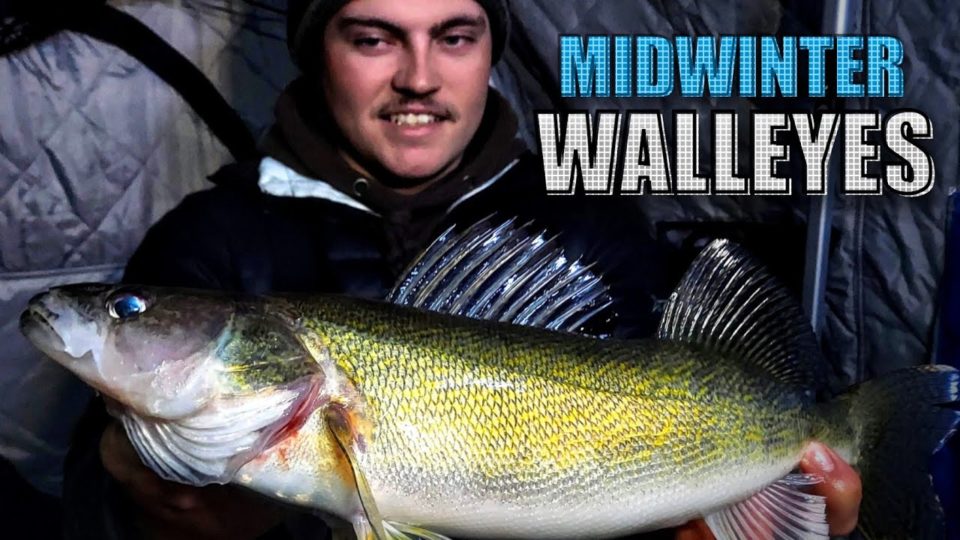 Shallow Water Midwinter Walleyes