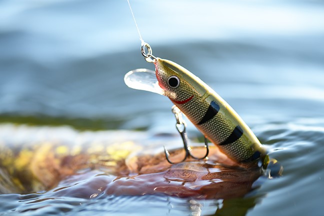 Walleye caught on the Rumble Shiner crankbait