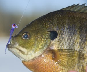 Bluegill with a Slug Bug in it's mouth.