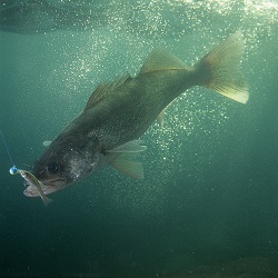 Slip-bobber walleyes - Major League Fishing