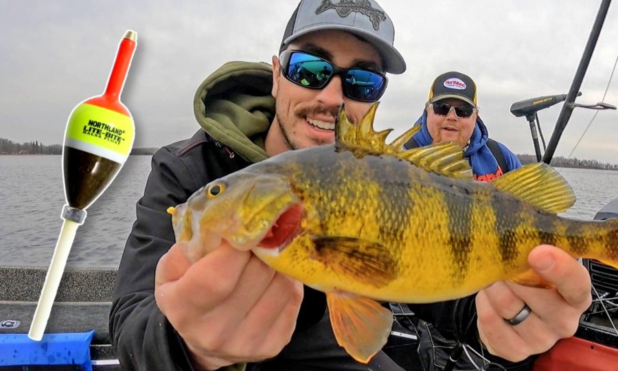 Fishing Angler holding perch.