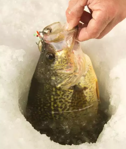 An ice fisherman bringing a crappie through the hole in the ice.