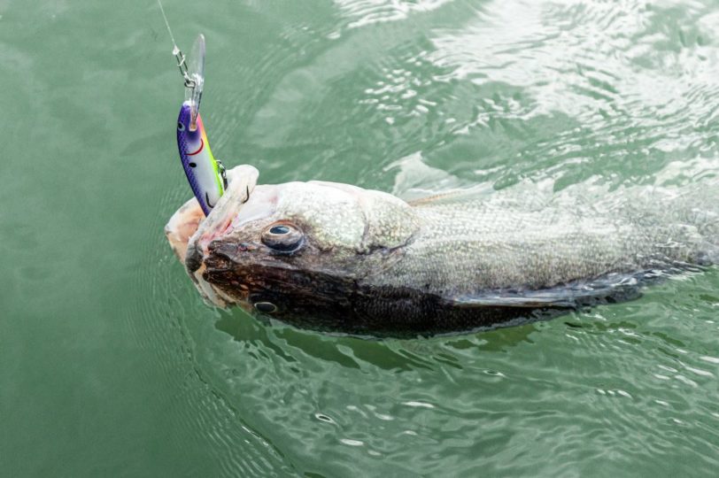 Walleye caught trolling on the Rumble Stick crankbait