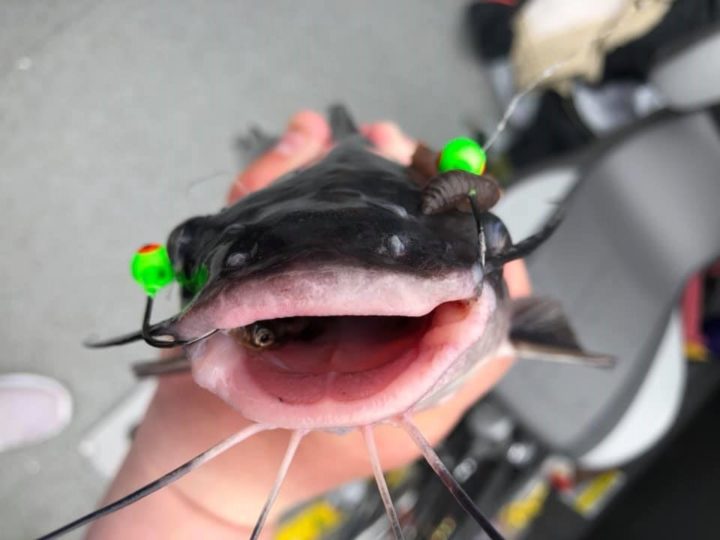 Catfish caught on a jig.