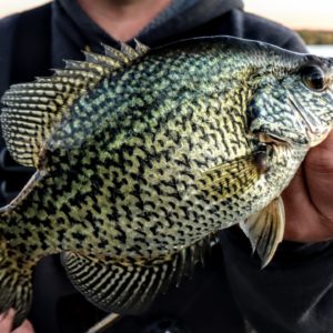 Jig Trolling Fall Crappies