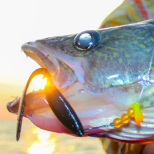 spinner walleyes
