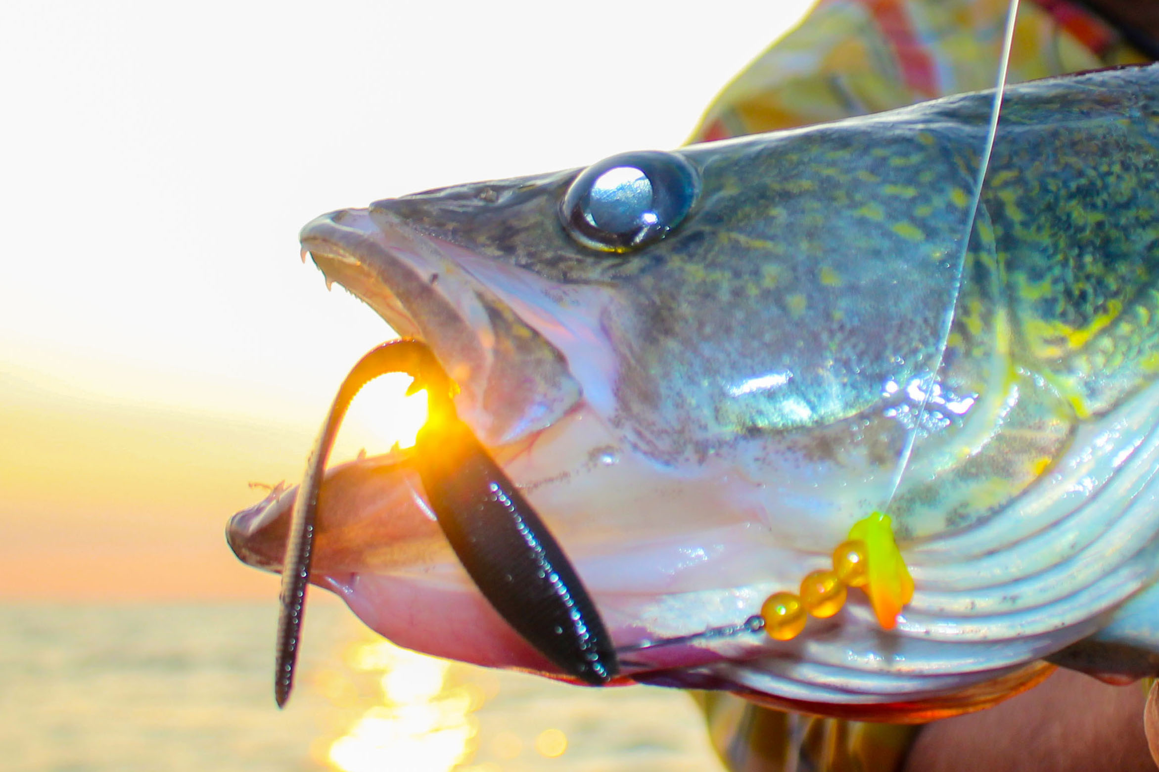 Walleye caught on a spinner rig