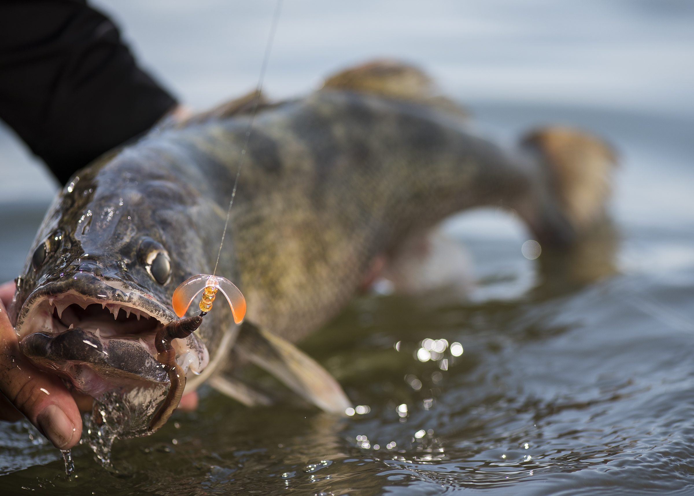 The Perfect Harness for Walleyes and More