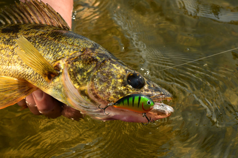 Rumble Bug crankbait catching a walleye