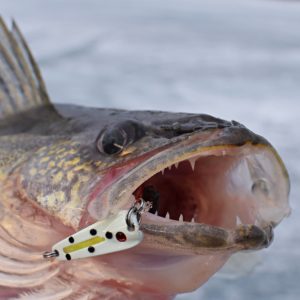 WALLEYES ON SPOONS THROUGH THE ICE