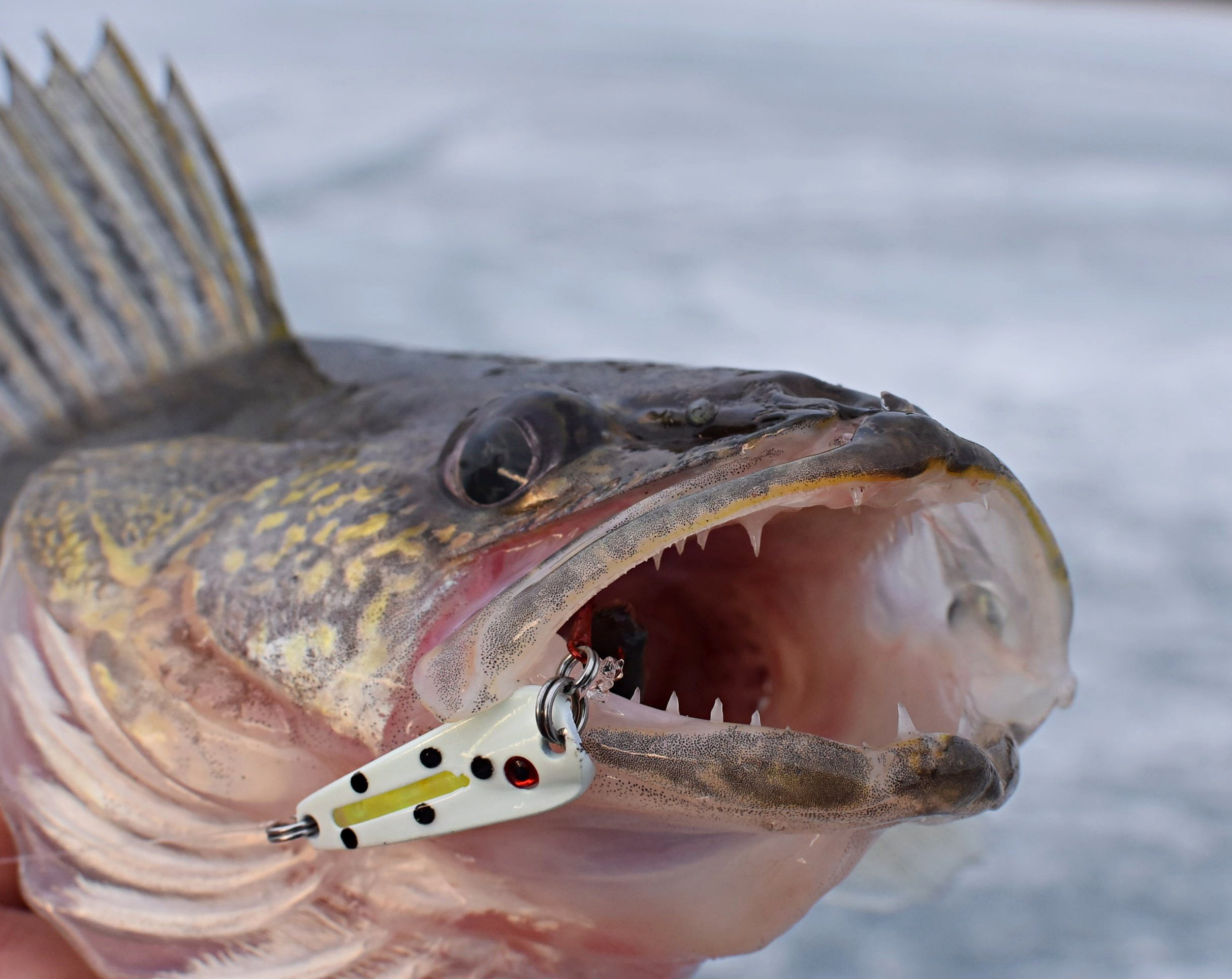 Walleye with a jigging spoon in it's mouth, caught ice fishing.