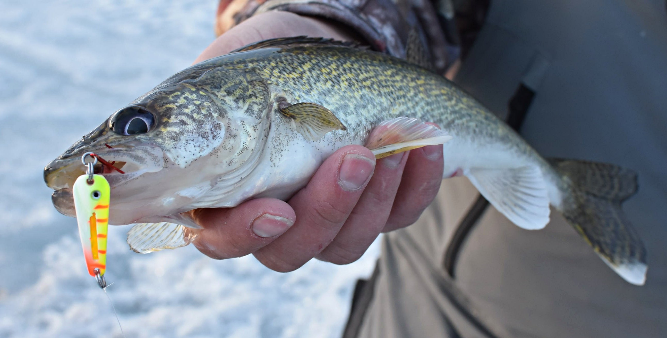 A walleye with a Glo-Shot Spoon in it's mouth.
