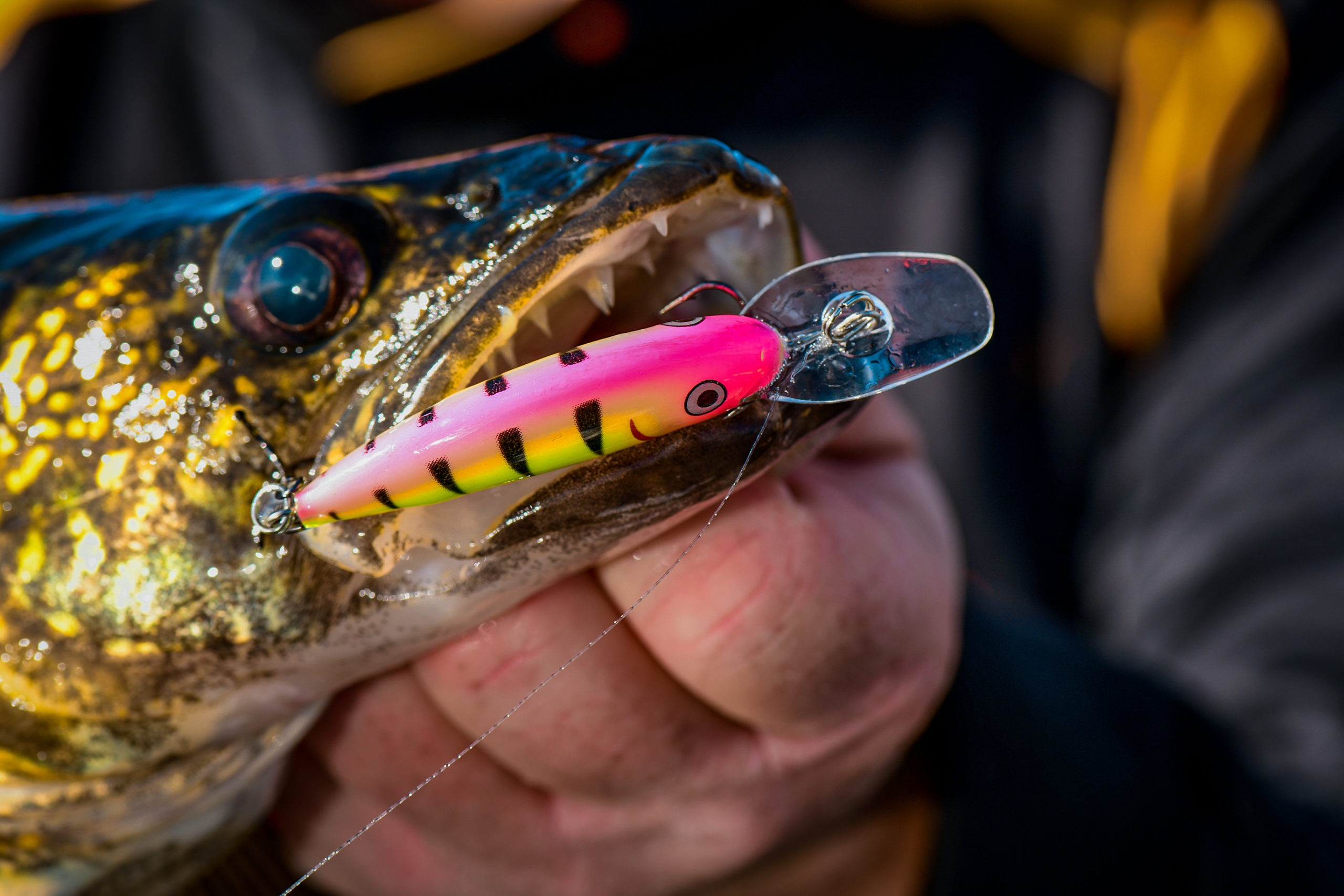 Rumble Shad Early Spring Walleye