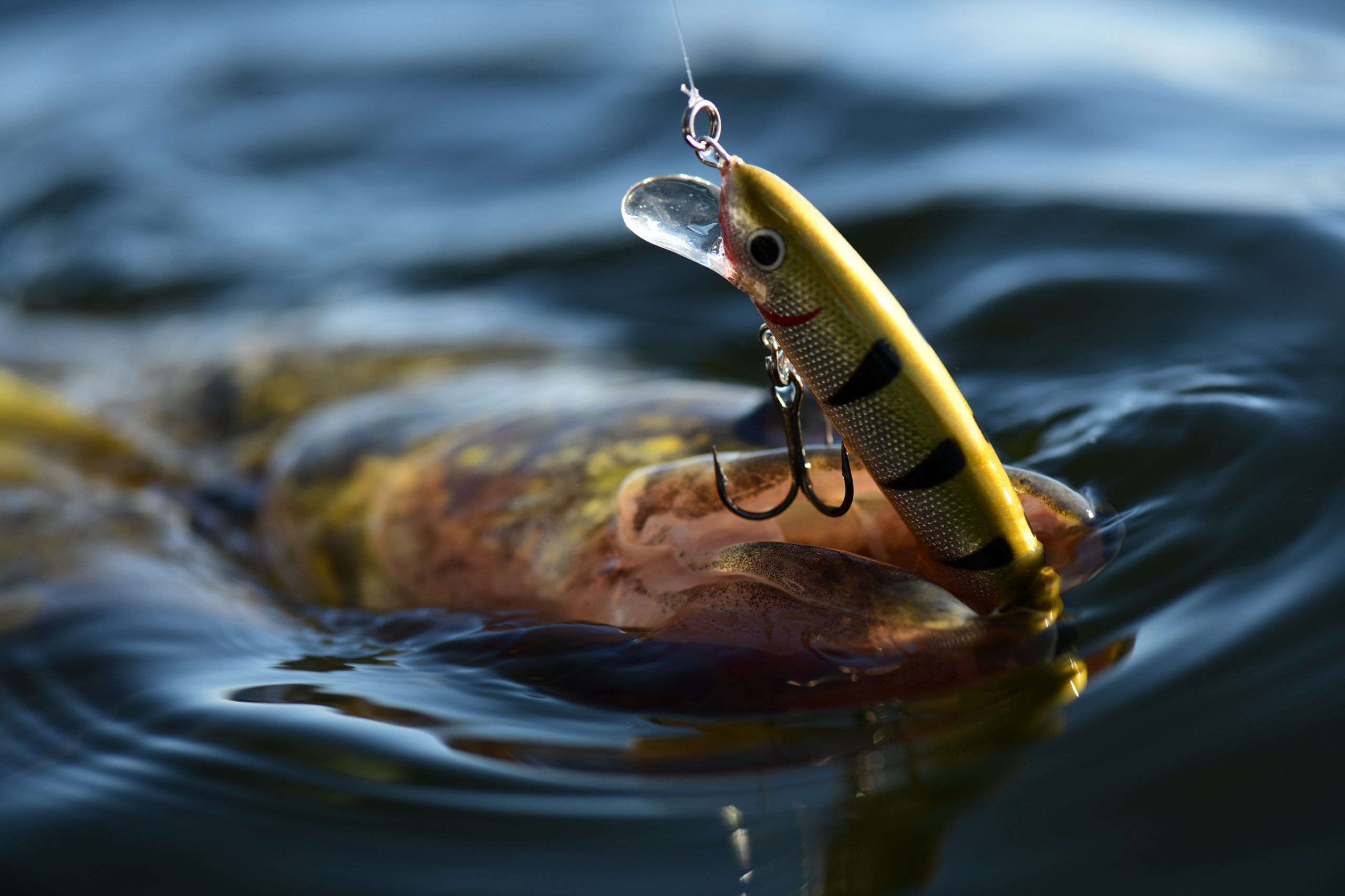 Rumble Crankbait Series Northland Fishing Tackle