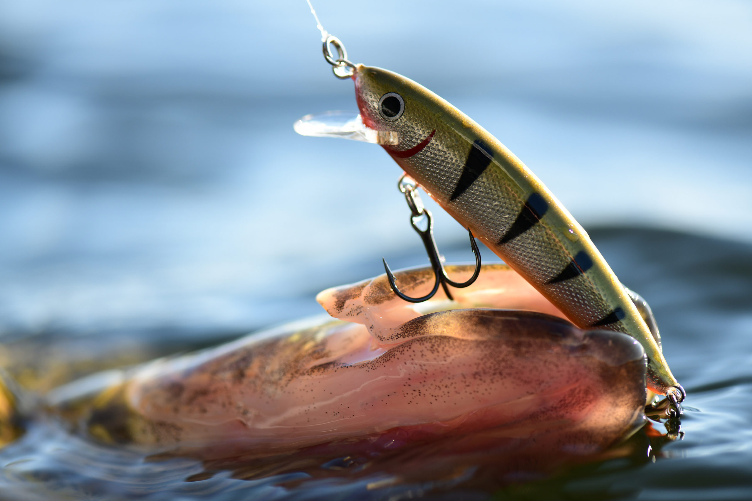 Northland Rumble Shad in a walleye's mouth.