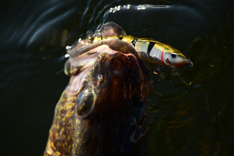 Walleye caught on a Rumble Series crankbait.