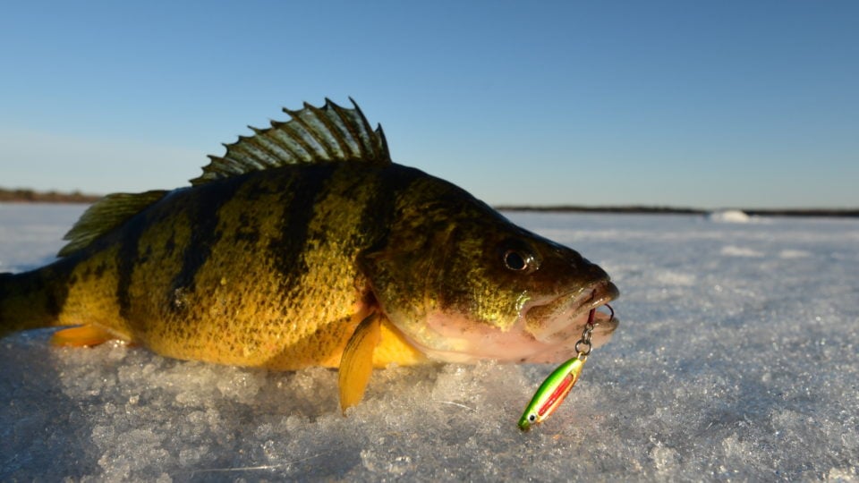 Yellow Perch caught on a Glo-Shot Fire-Belly Spoon.