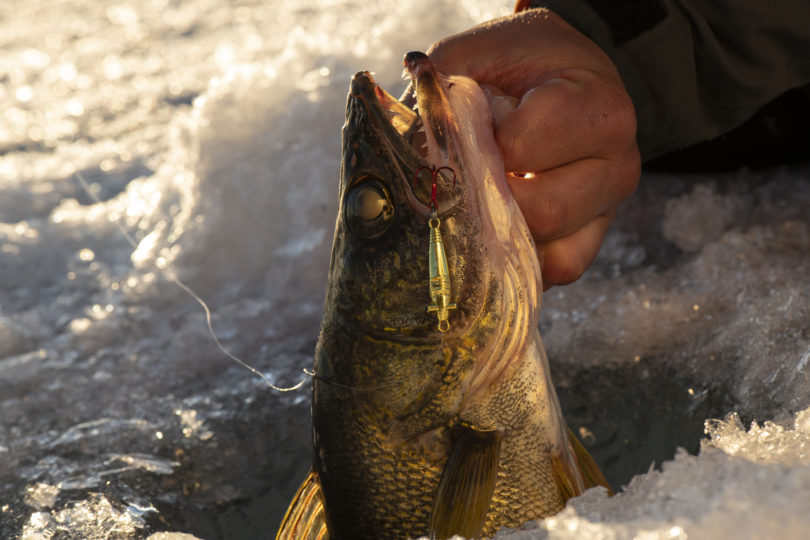 Ice Fishing Bro Bug Spoon