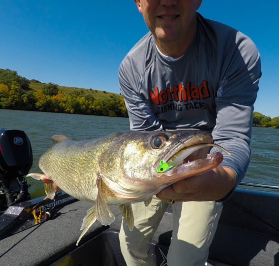 Rippin' Minnow in a walleyes mouth