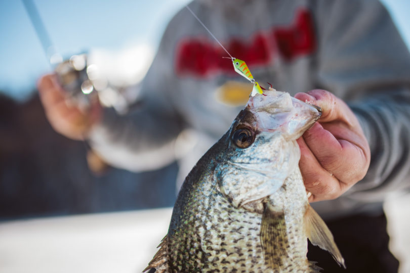 Crappie caught ice fishing on a spoon